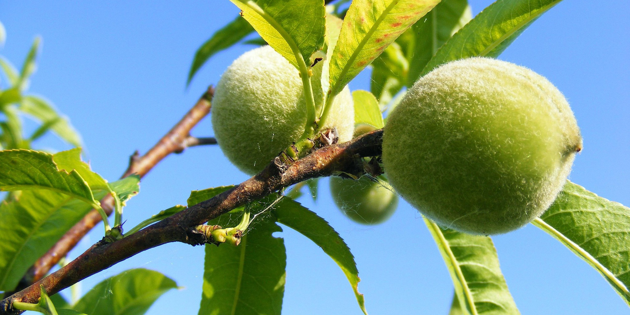 Ice Peach