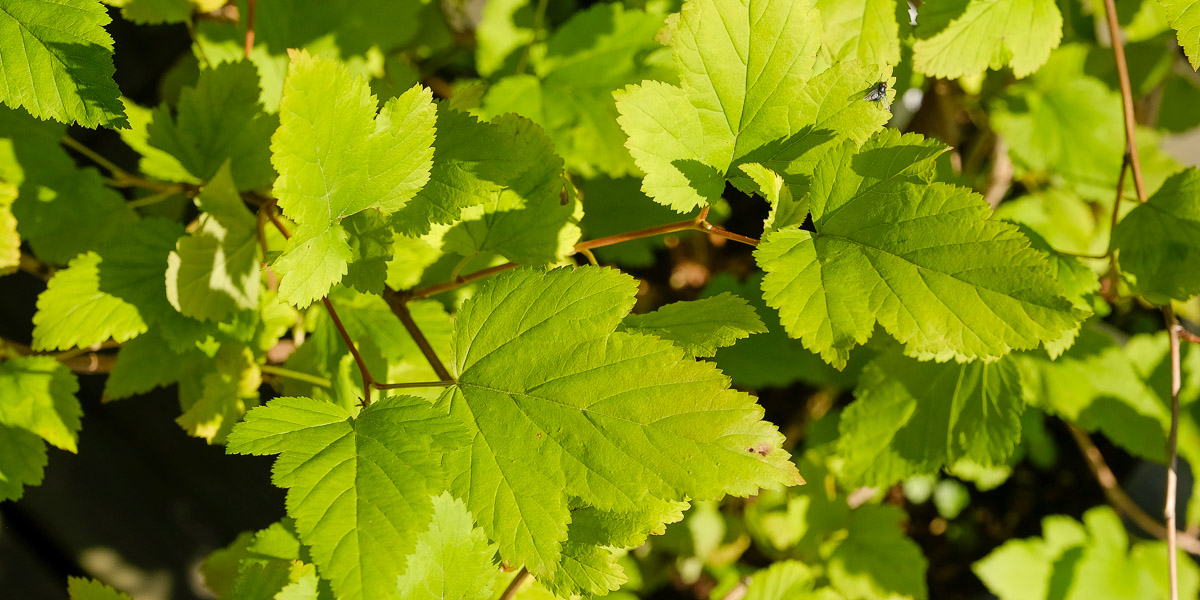 Smällspirea ’Nugget’